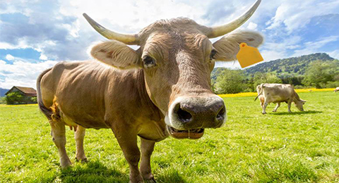 rfid animal tags and reader